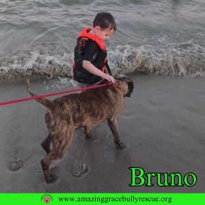 Bruno, Young Male unknown