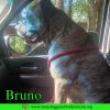 Bruno photo 2
