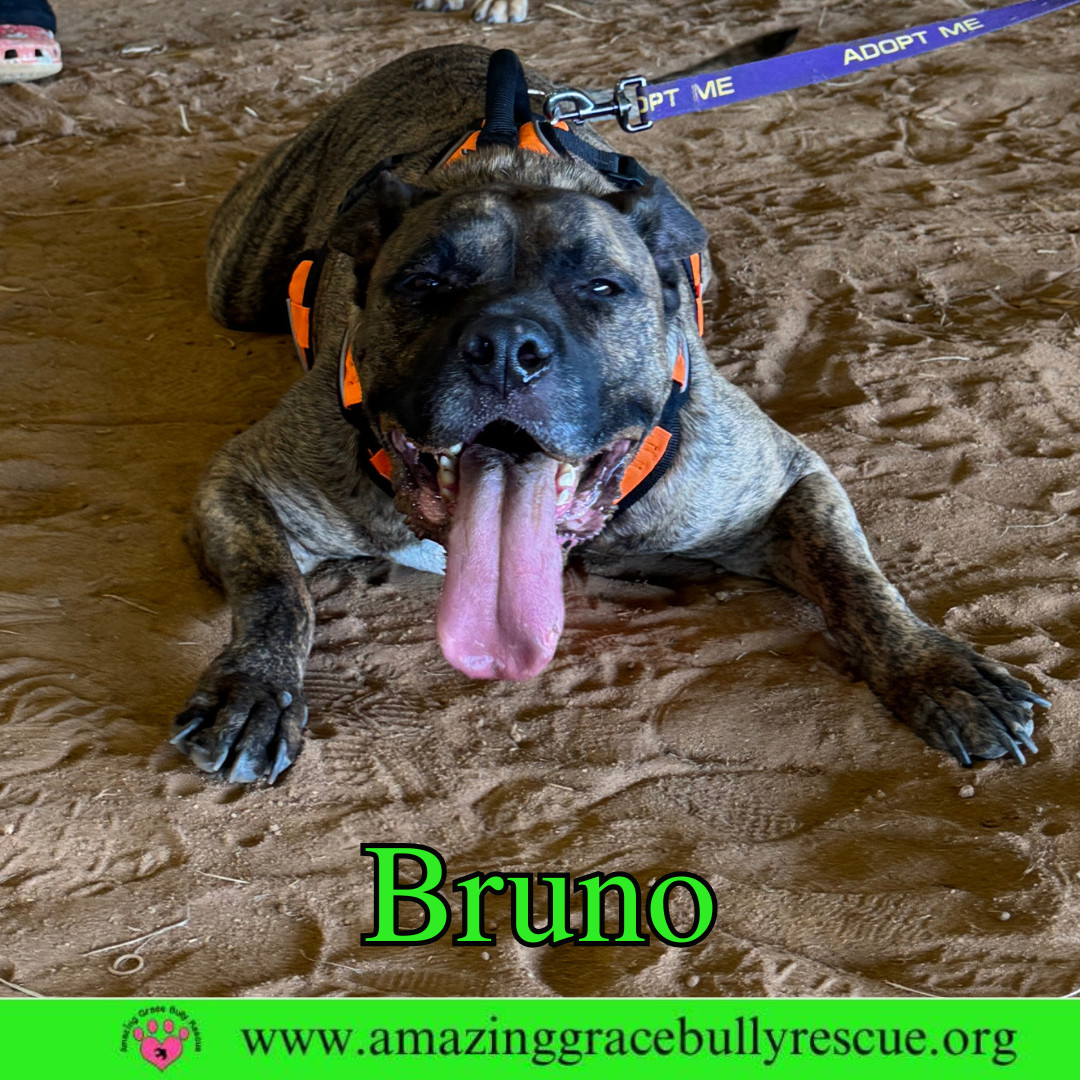 Bruno