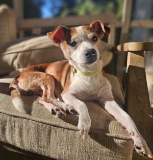 Meet Nick Wick Nick Wick is an 85-year-old 10-pound Jack Russell TerrierChi mix with a heart fu