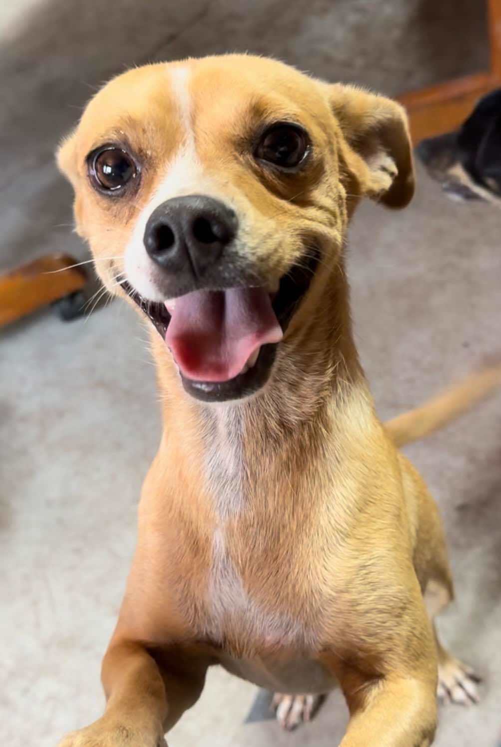 Dog for adoption Liam ADOPTION IN PROCESS, a Chihuahua Mix in