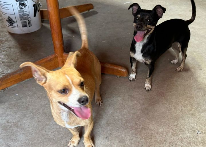 Dog for adoption Liam ADOPTION IN PROCESS, a Chihuahua Mix in