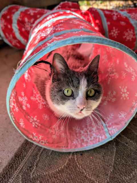 Luna, an adoptable Domestic Short Hair in Pagosa Springs, CO, 81147 | Photo Image 1