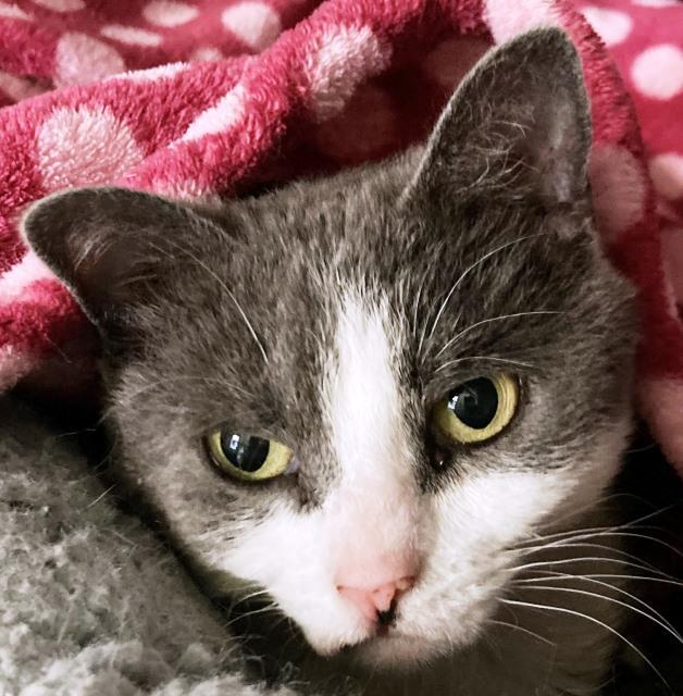 Luna, an adoptable Domestic Short Hair in Pagosa Springs, CO, 81147 | Photo Image 1