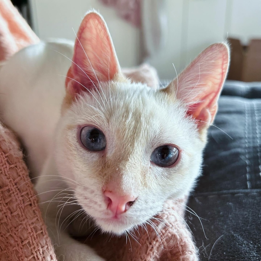 Benny, an adoptable Javanese in EMORY, TX, 75440 | Photo Image 1