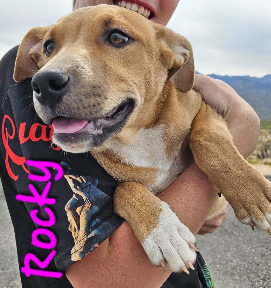 Rocky, an adoptable Labrador Retriever, Pit Bull Terrier in Willcox, AZ, 85643 | Photo Image 1