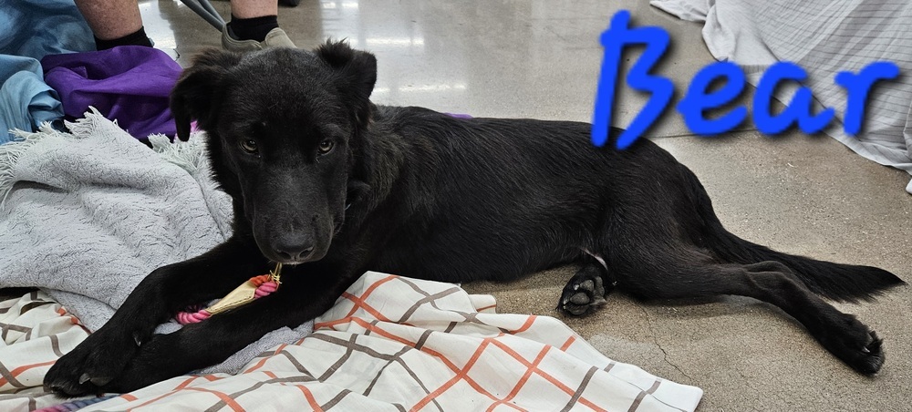 Bear, an adoptable Labrador Retriever, Pit Bull Terrier in Willcox, AZ, 85643 | Photo Image 1