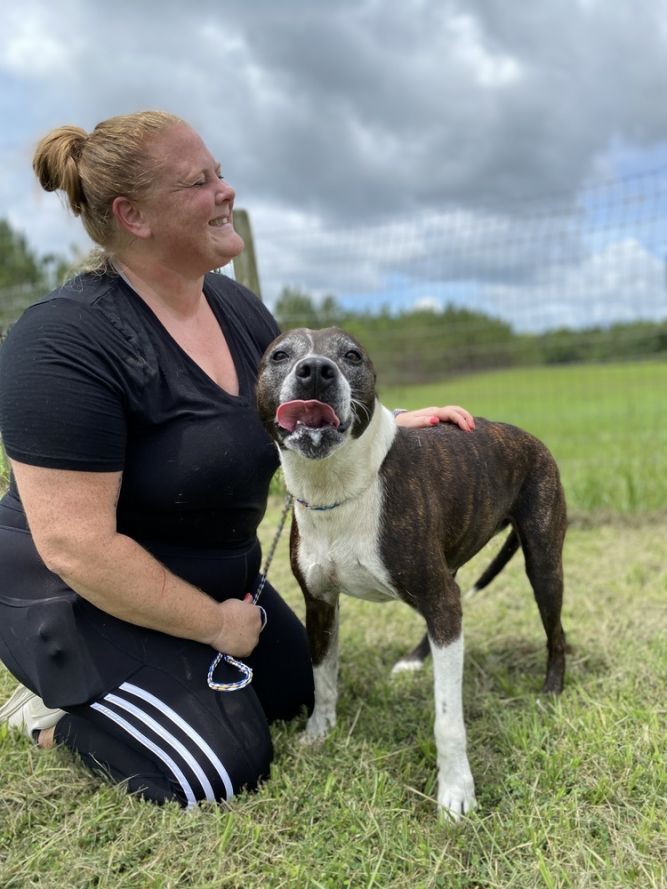 Dog for adoption - Daisy, an American Staffordshire Terrier & Akita Mix