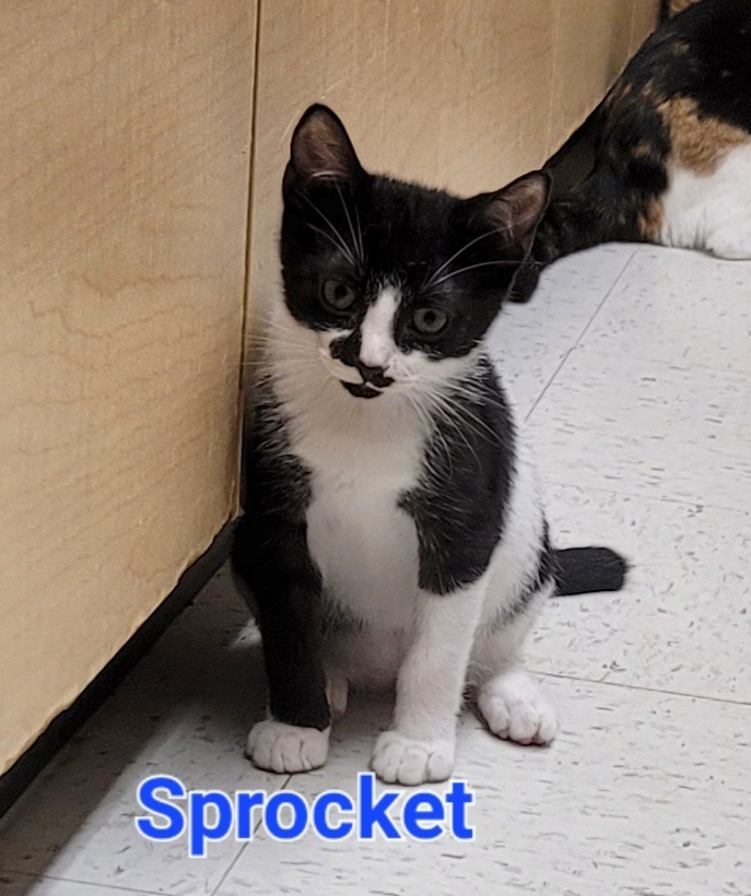 Sprocket