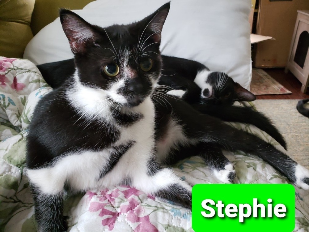Stephie