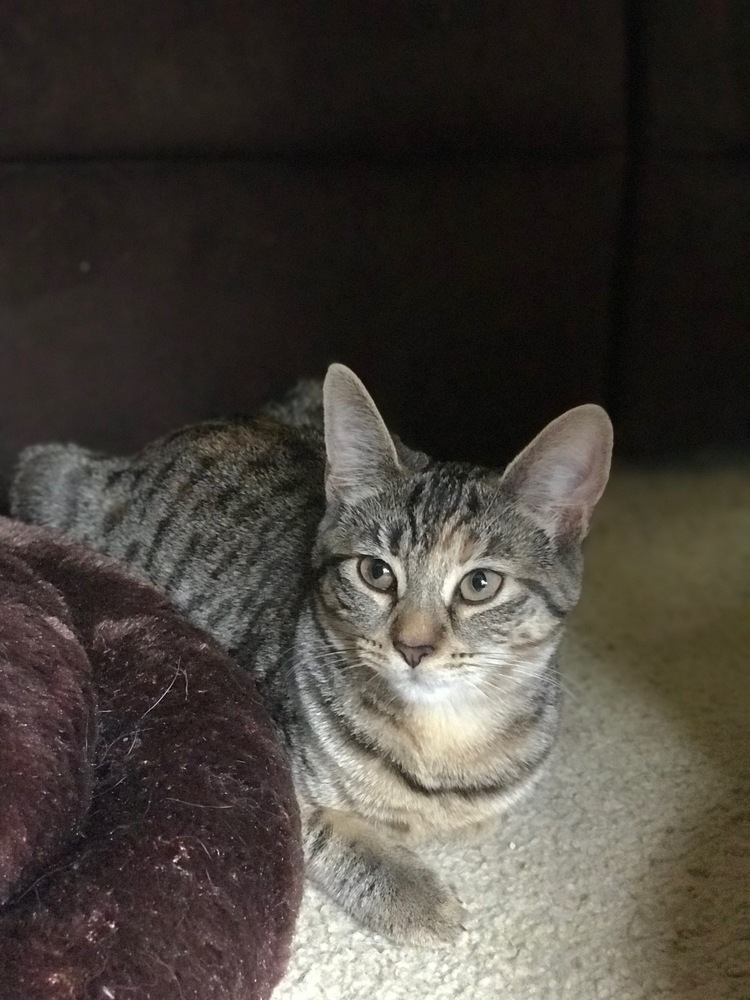 Whiskers
