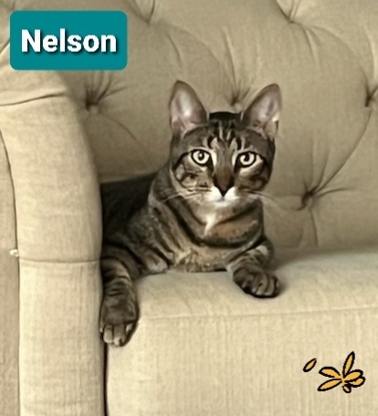 Nelson