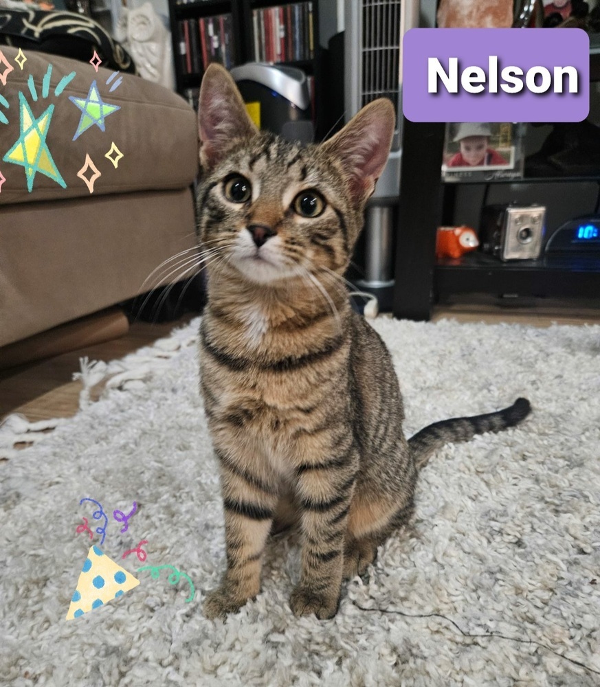 Nelson