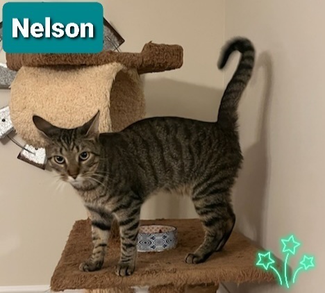 Nelson