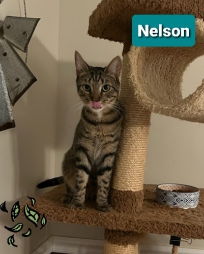 Nelson