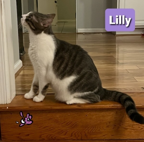 Lilly