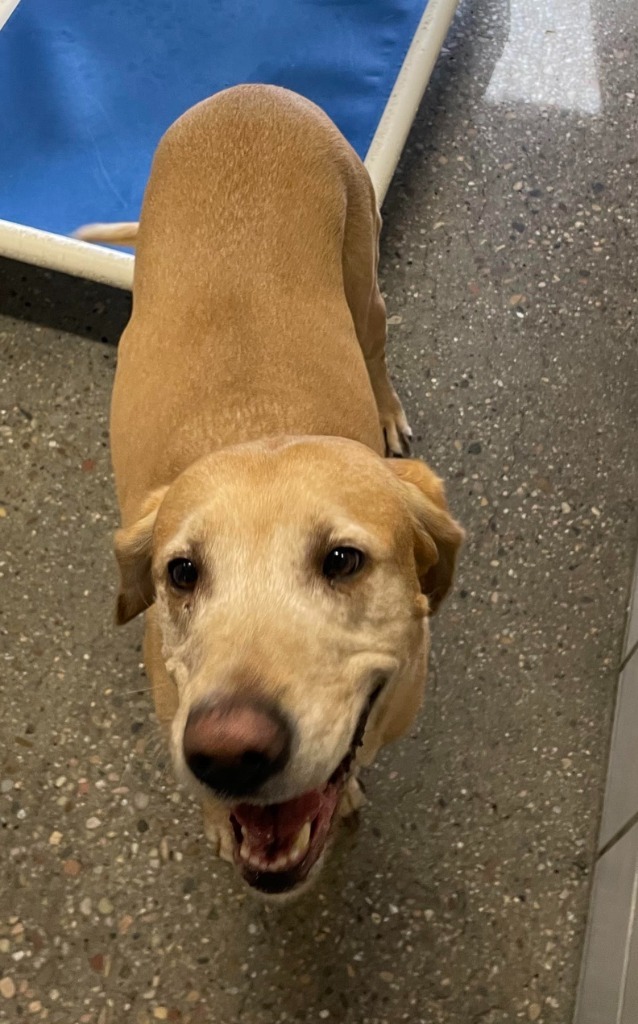 Mia, an adoptable Labrador Retriever in Rock Springs, WY, 82901 | Photo Image 1