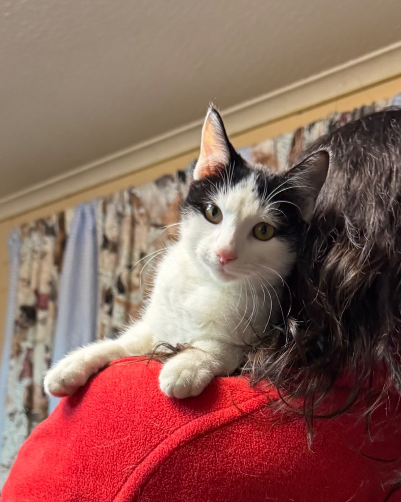 Pixel, an adoptable Domestic Short Hair in Seminole, OK, 74818 | Photo Image 2