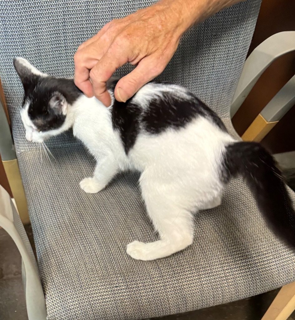 Pixel, an adoptable Domestic Short Hair in Seminole, OK, 74818 | Photo Image 3