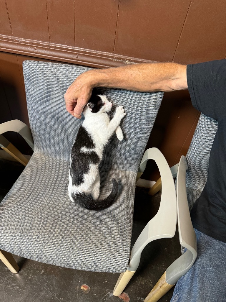 Pixel, an adoptable Domestic Short Hair in Seminole, OK, 74818 | Photo Image 4
