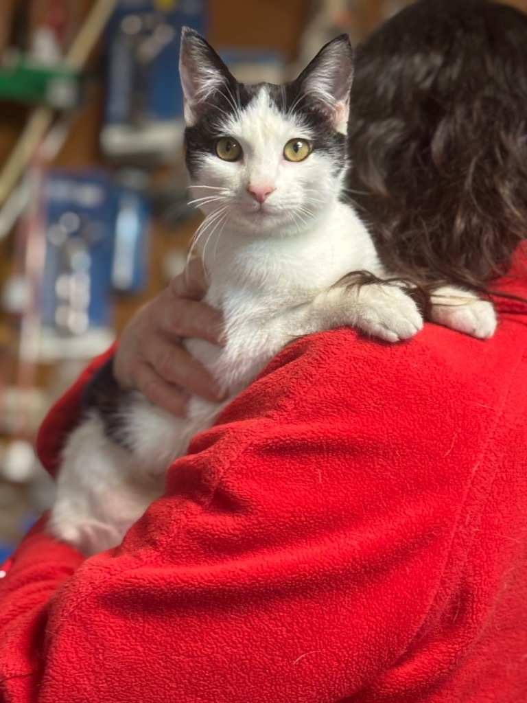 Pixel, an adoptable Domestic Short Hair in Seminole, OK, 74818 | Photo Image 5