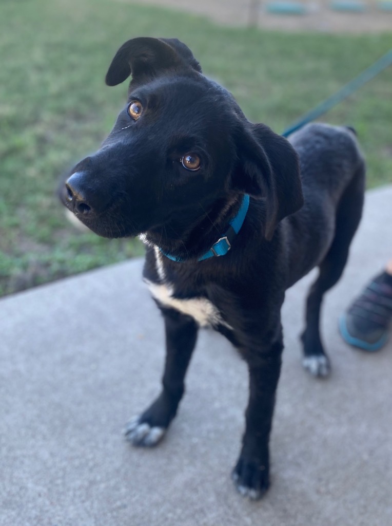 Smokey, an adoptable Spaniel, Black Labrador Retriever in Quinlan, TX, 75474 | Photo Image 1