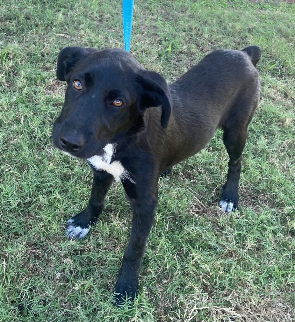 Smokey, an adoptable Spaniel, Black Labrador Retriever in Quinlan, TX, 75474 | Photo Image 2