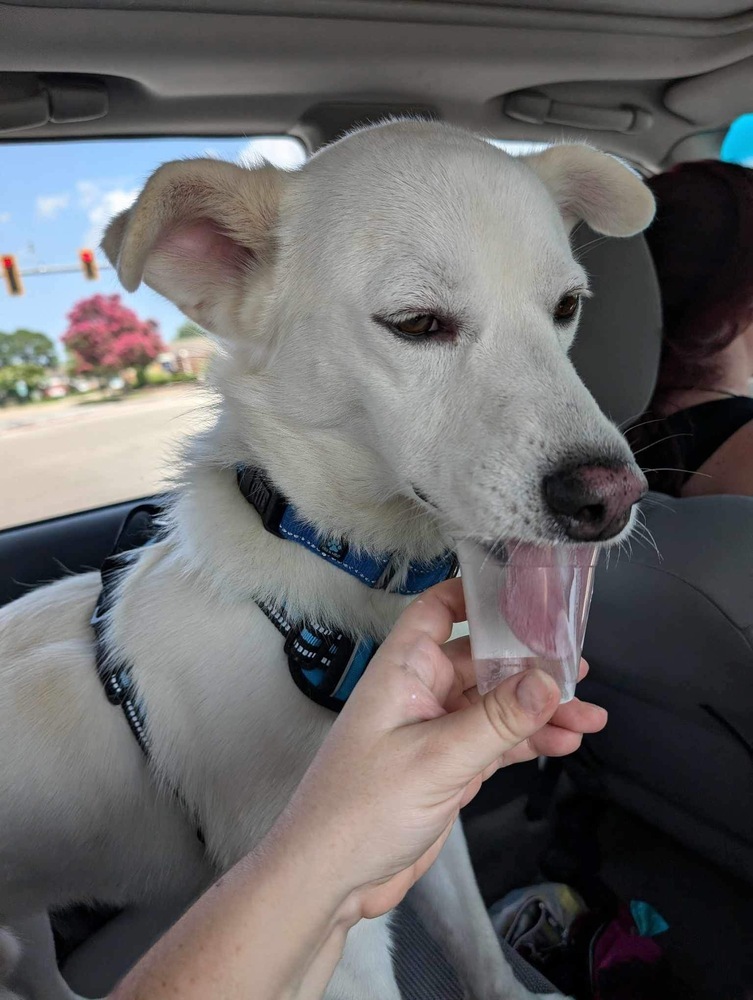 Mayo, an adoptable Husky, Spitz in Carrollton, VA, 23314 | Photo Image 5