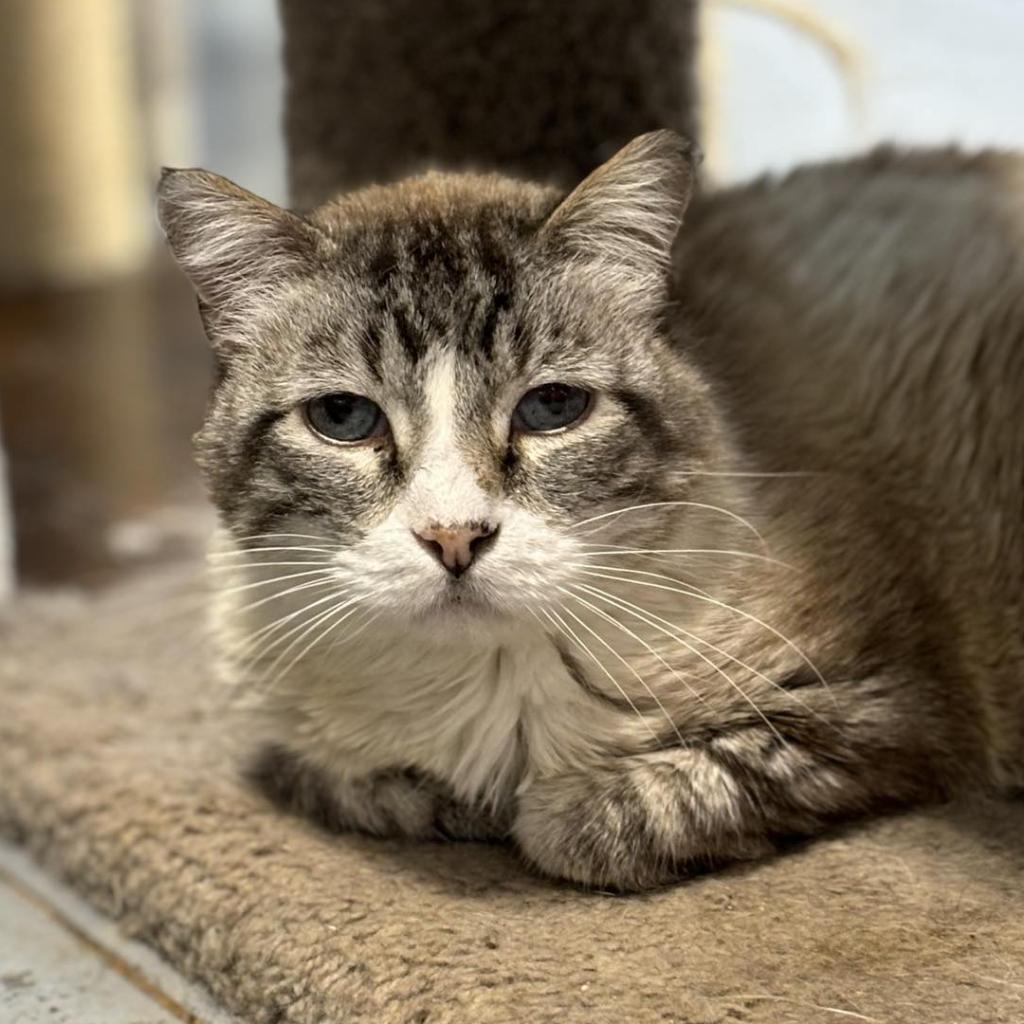 Dionysus, an adoptable Siamese, Manx in Sheridan, WY, 82801 | Photo Image 1