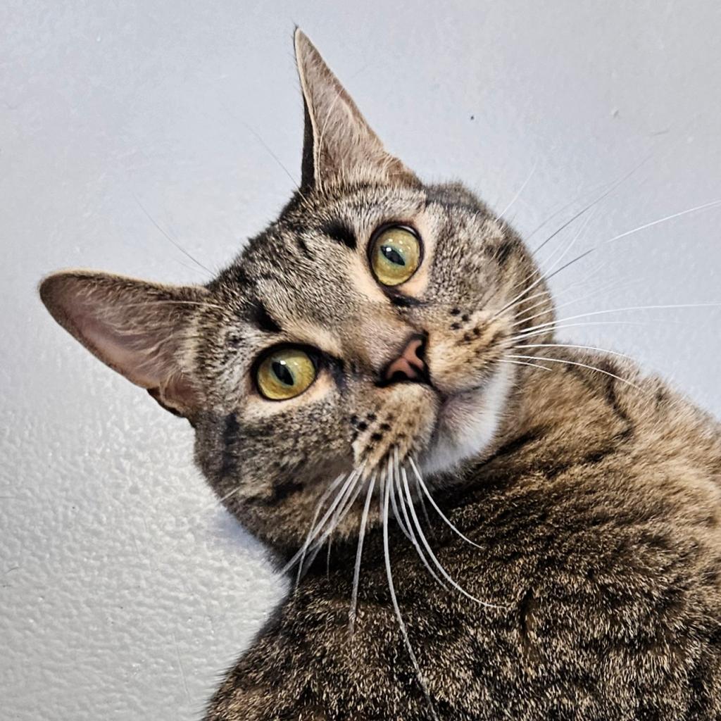 Huckleberry, an adoptable Domestic Short Hair in Sheridan, WY, 82801 | Photo Image 1
