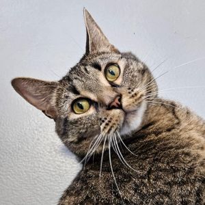 Huckleberry, Adult Female Domestic Short Hair
