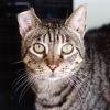 Snickers photo 1