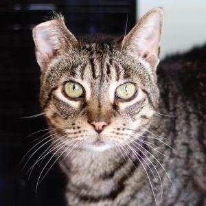 Snickers, Senior Male Domestic Short Hair