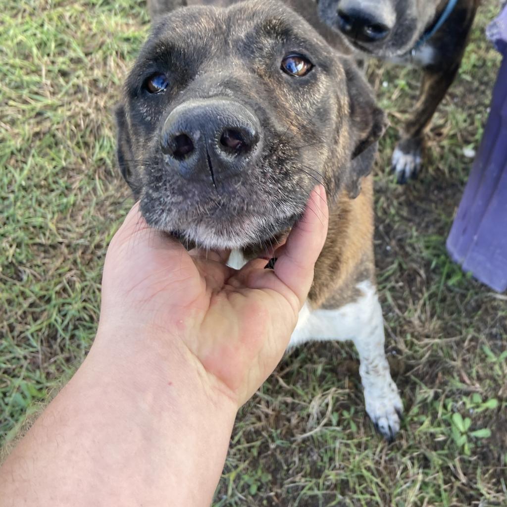 Molly, an adoptable Mountain Cur, Plott Hound in Port Aransas, TX, 78373 | Photo Image 1