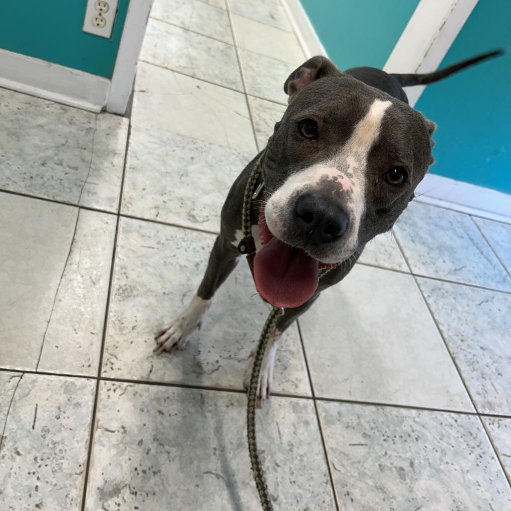 Lydia, an adoptable American Staffordshire Terrier in Port Aransas, TX, 78373 | Photo Image 1