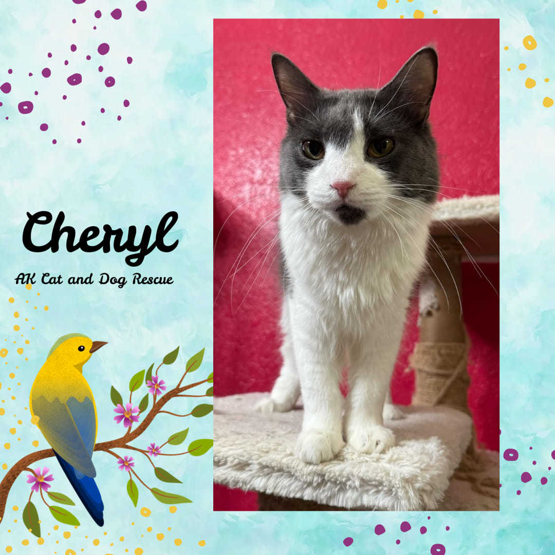 Cheryl, an adoptable Domestic Long Hair in Wasilla, AK, 99654 | Photo Image 1