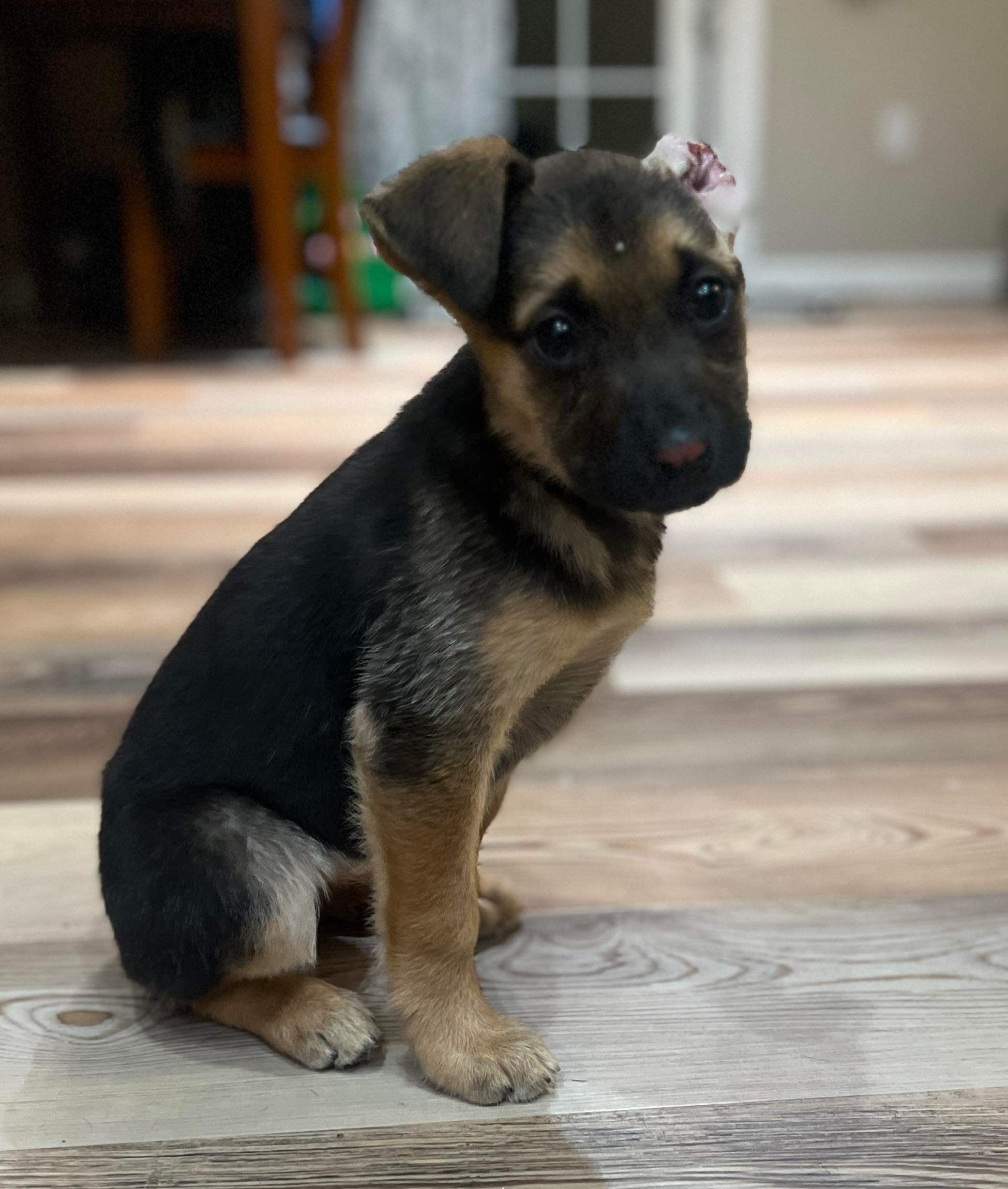 Bella (FKA Rae), an adoptable Husky, German Shepherd Dog in Wasilla, AK, 99654 | Photo Image 2