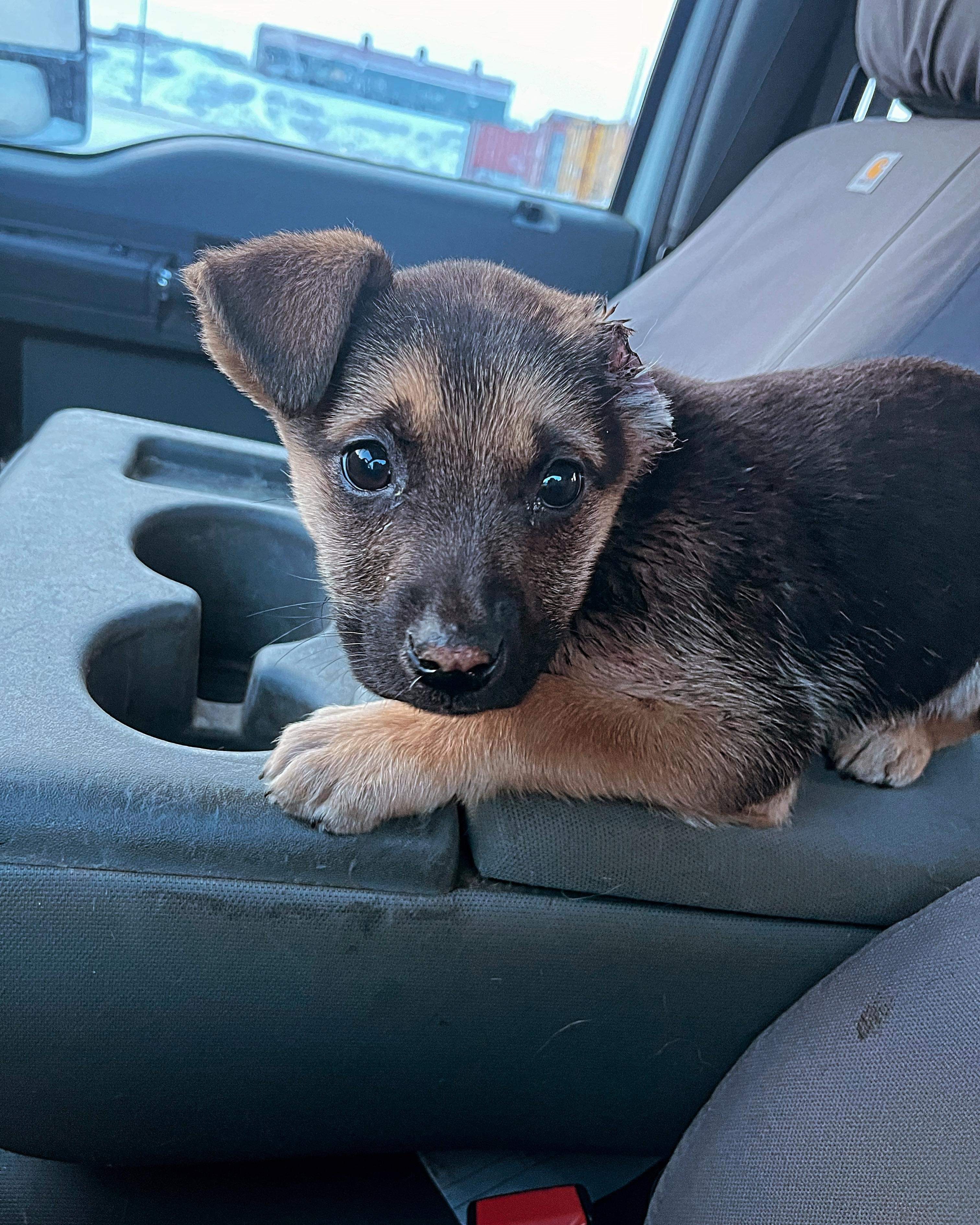 Bella (FKA Rae), an adoptable Husky, German Shepherd Dog in Wasilla, AK, 99654 | Photo Image 5