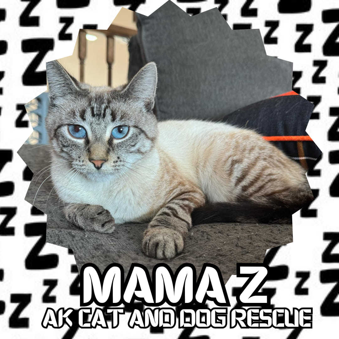 Mama Z, an adoptable Siamese in Wasilla, AK, 99654 | Photo Image 1