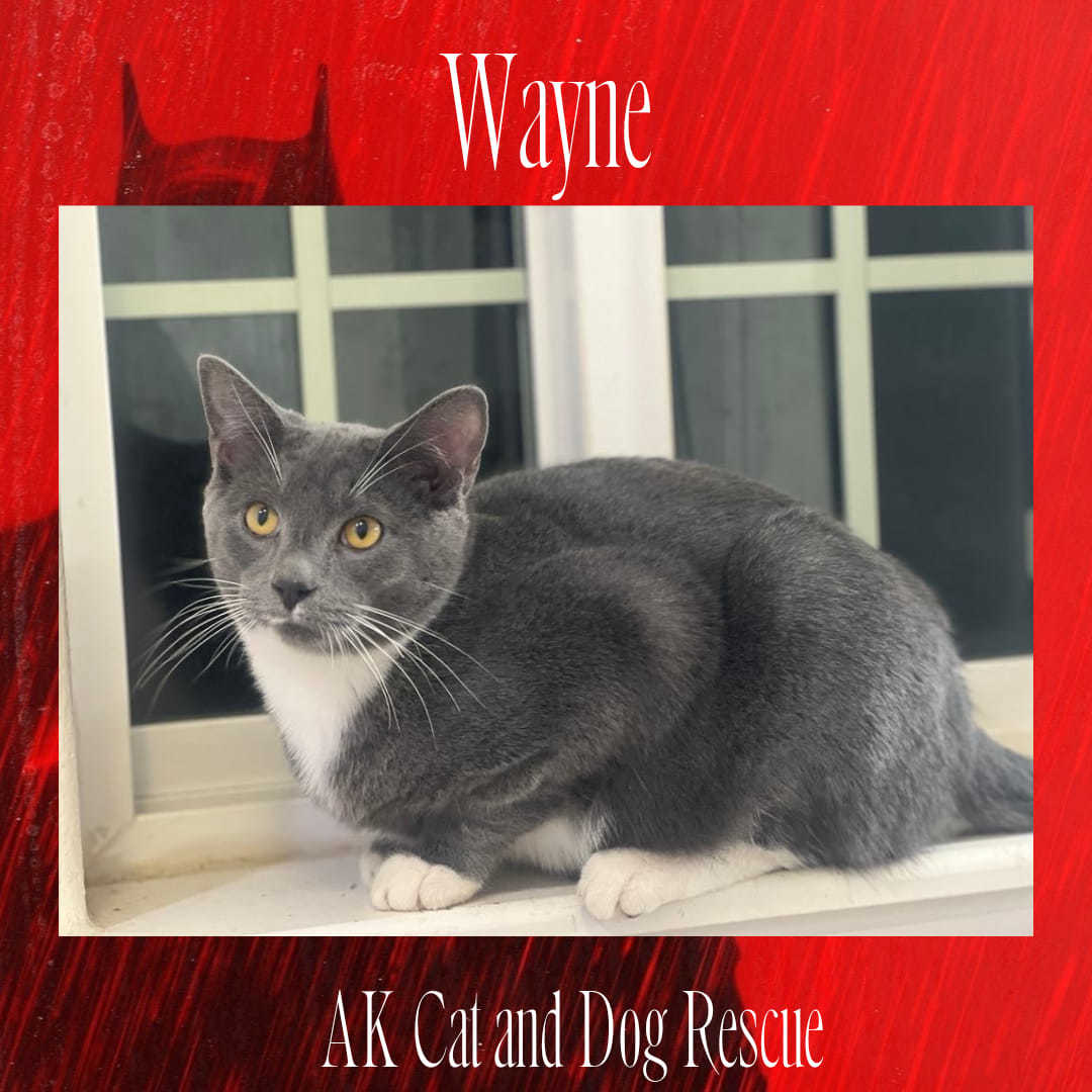 Wayne, an adoptable Domestic Short Hair in Wasilla, AK, 99654 | Photo Image 2