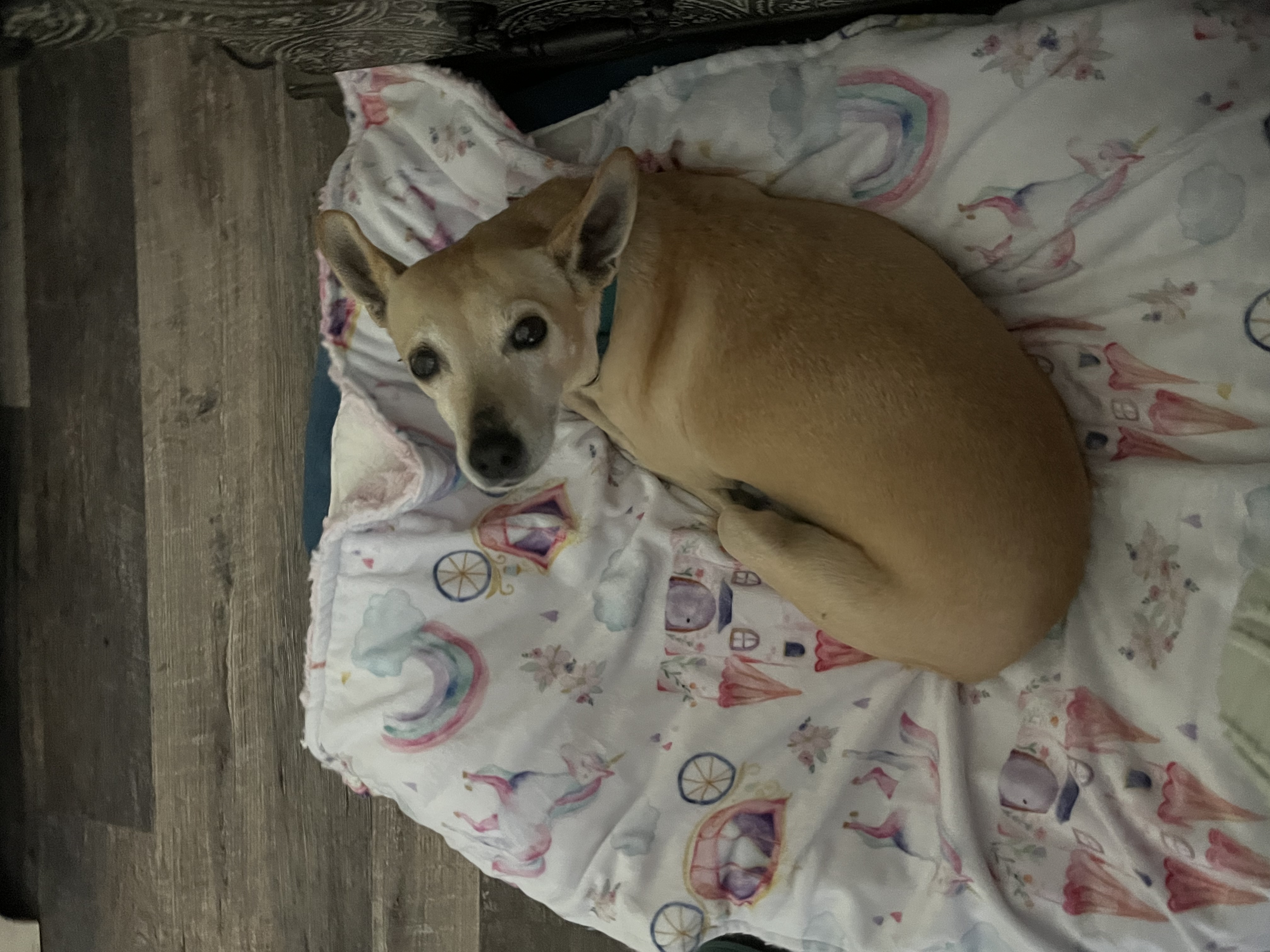 Churro, an adoptable Chihuahua in Wasilla, AK, 99654 | Photo Image 1