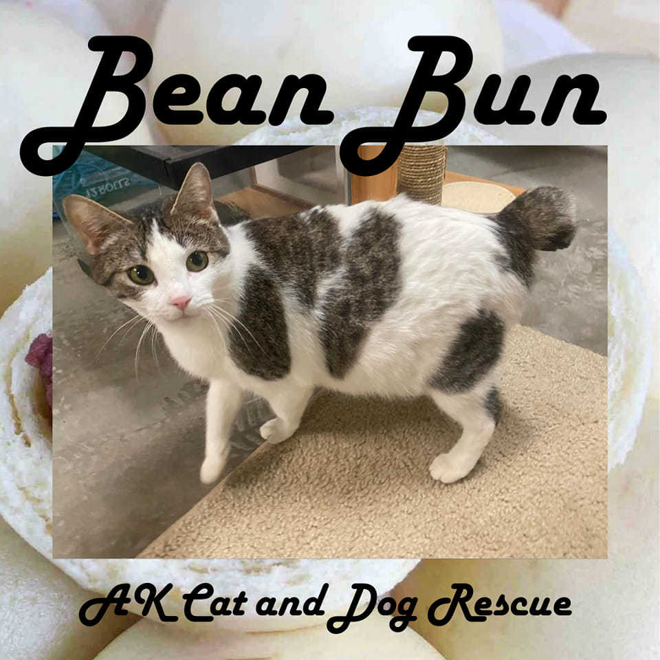 Bean Bun, an adoptable Domestic Short Hair in Wasilla, AK, 99654 | Photo Image 1