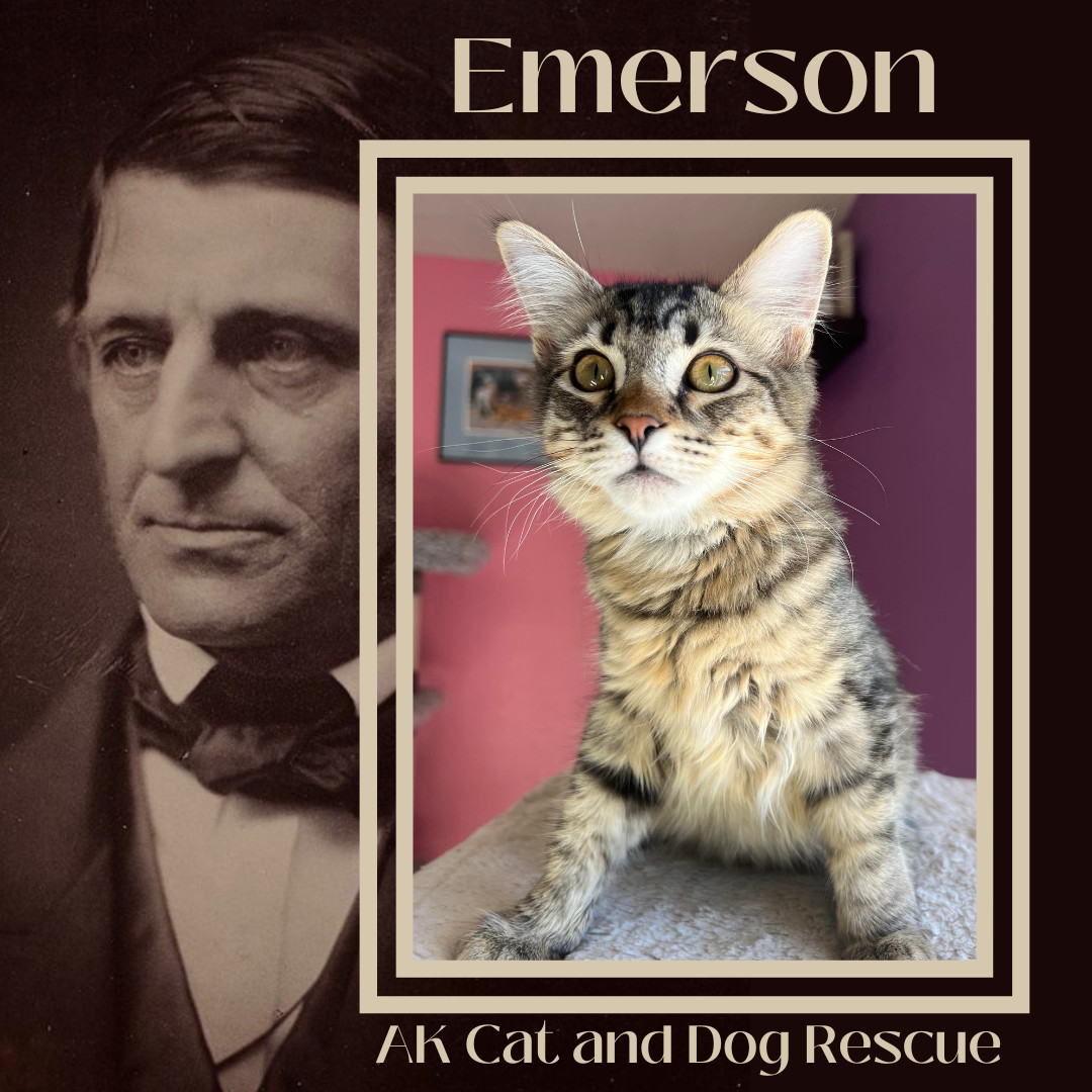 Emerson, an adoptable Domestic Medium Hair in Wasilla, AK, 99654 | Photo Image 1