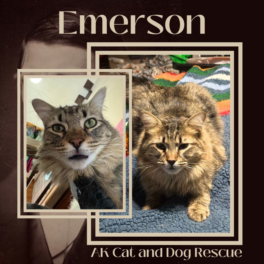 Emerson, an adoptable Domestic Medium Hair in Wasilla, AK, 99654 | Photo Image 2