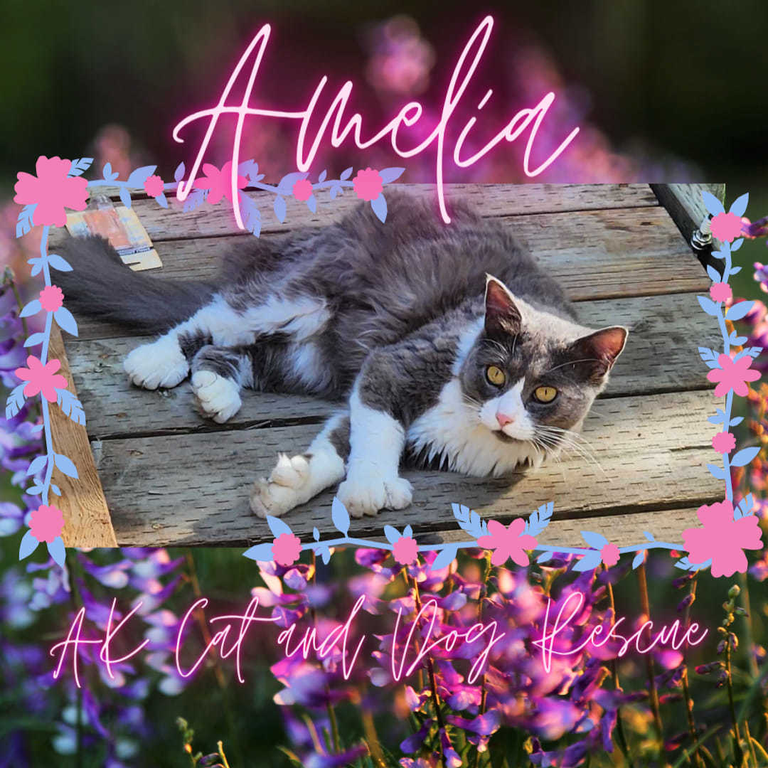 Amelia, an adoptable Domestic Long Hair in Wasilla, AK, 99654 | Photo Image 1