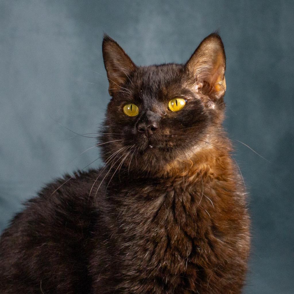 Salem II, an adoptable Domestic Short Hair in Spanish Fork, UT, 84660 | Photo Image 1