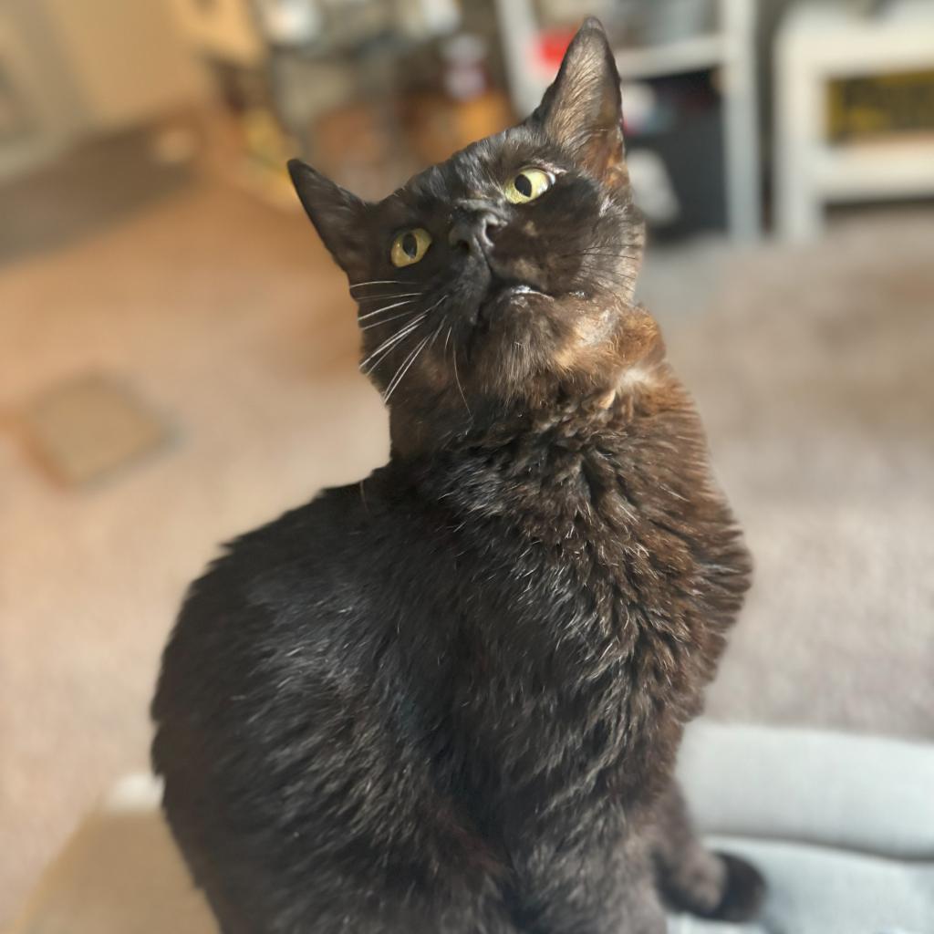 Salem II, an adoptable Domestic Short Hair in Spanish Fork, UT, 84660 | Photo Image 2