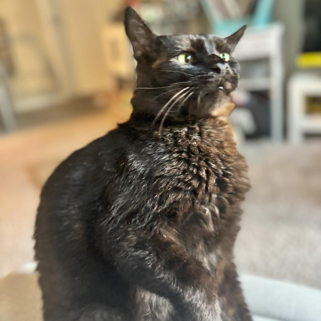 Salem II, an adoptable Domestic Short Hair in Spanish Fork, UT, 84660 | Photo Image 3
