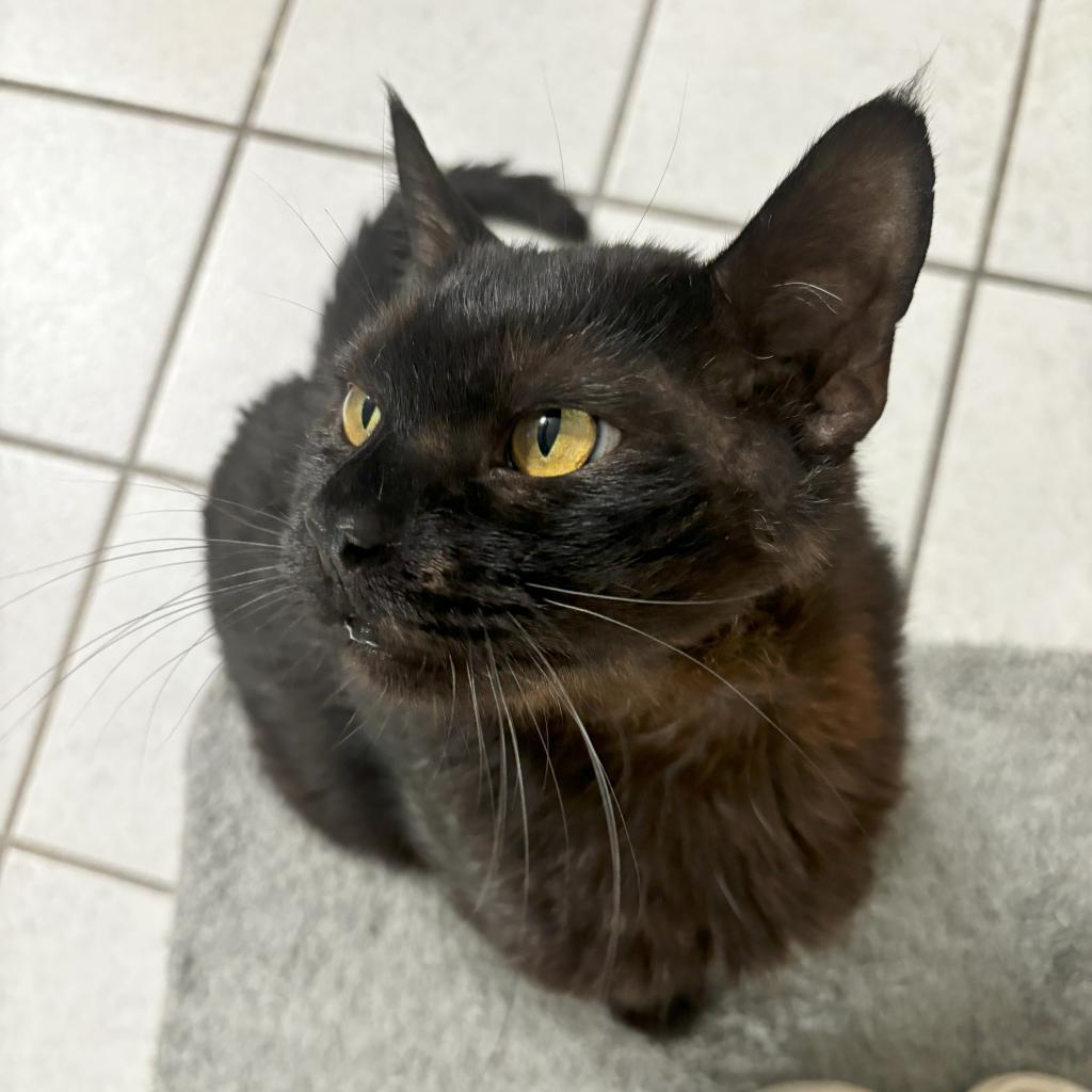Salem II, an adoptable Domestic Short Hair in Spanish Fork, UT, 84660 | Photo Image 4