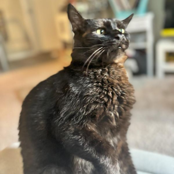 Salem Ii thumbnail 7